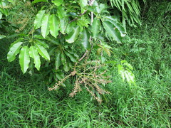 Astropanax mannii