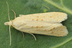 Cochylimorpha meridiana