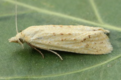 Cochylimorpha meridiana
