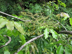 Astropanax mannii