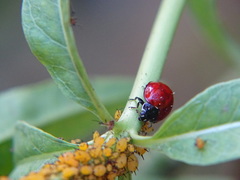 Cycloneda sanguinea
