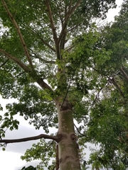 Ceiba pentandra