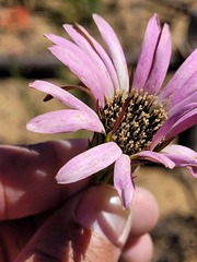 Gerbera crocea