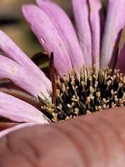 Gerbera crocea