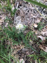 Lepidium hirtum