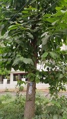 Neolamarckia cadamba