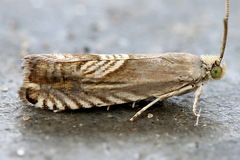 Grapholita delineana
