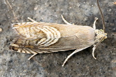 Grapholita delineana