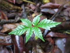 Allophylus grandifolius