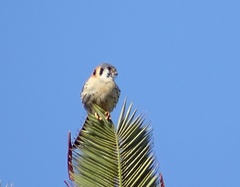 Falco sparverius