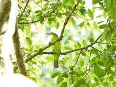 Chloropsis sonnerati