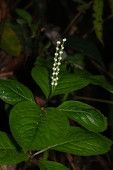 Chloranthus serratus