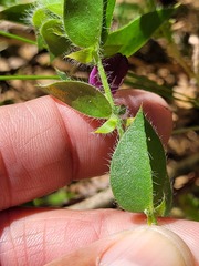Psoralea imbricata
