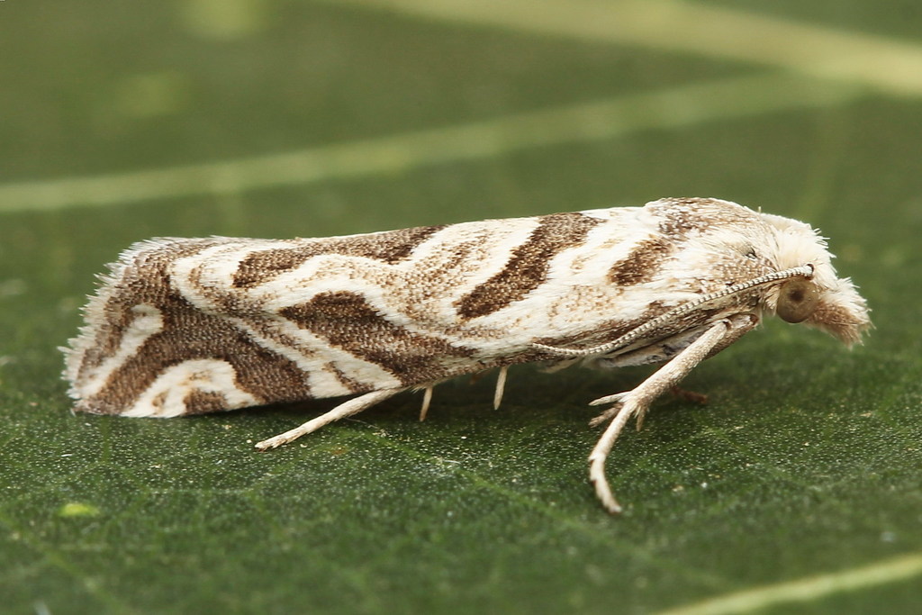 Pelochrista arabescana