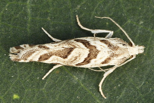 Pelochrista arabescana