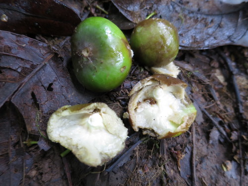 Santiria balsamifera