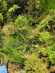 Indigofera filicaulis
