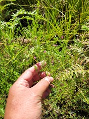 Indigofera filicaulis