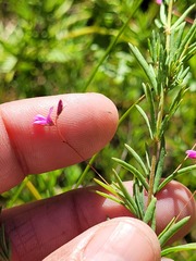 Indigofera filicaulis