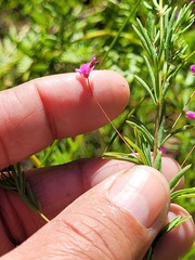 Indigofera filicaulis