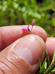 Indigofera filicaulis