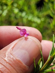 Indigofera filicaulis