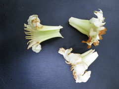 Anthocleista scandens