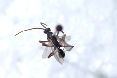 Braconidae