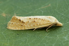 Cochylimorpha meridiana