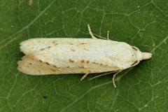 Cochylimorpha meridiana