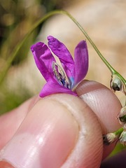 Ixia polystachya