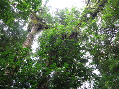 Anthocleista scandens