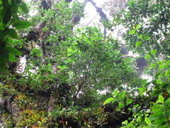 Anthocleista scandens