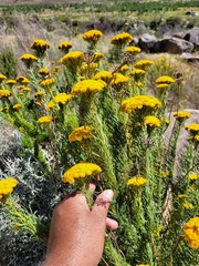 Hymenolepis