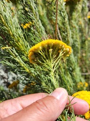Hymenolepis