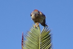 Falco sparverius