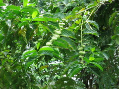 Vanguerieae