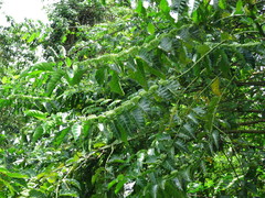 Vanguerieae