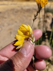 Ixia odorata