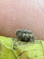 Celticecis capsularis