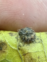 Celticecis capsularis