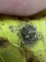 Celticecis capsularis