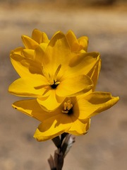 Ixia odorata