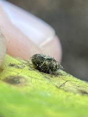 Celticecis capsularis