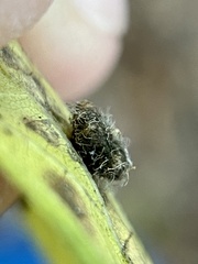 Celticecis capsularis