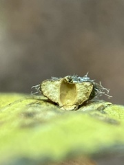 Celticecis capsularis