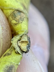 Celticecis capsularis