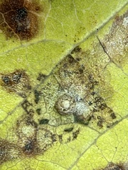 Celticecis capsularis