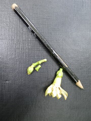 Anthocleista microphylla