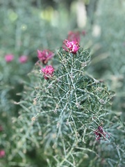 Alloxylon brachycarpum